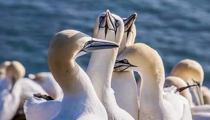 开云·体育官网-爱尔兰政府加大对女子橄榄球投资力度，橄榄球爱尔兰和北爱尔兰